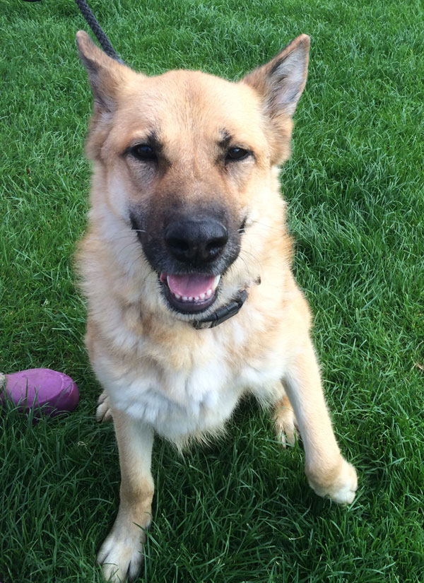 saxon the german shepherd says please take me home with you