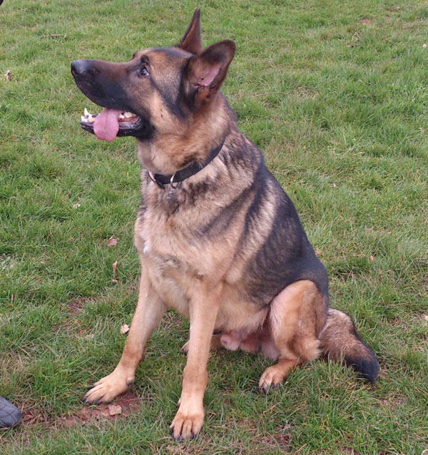 shadow beautiful german shepherd looking for a new home