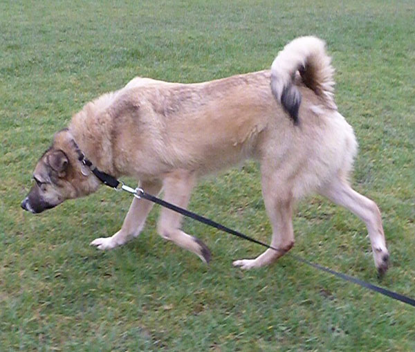 Please can someone give this poor gsd cross a chance of a home?