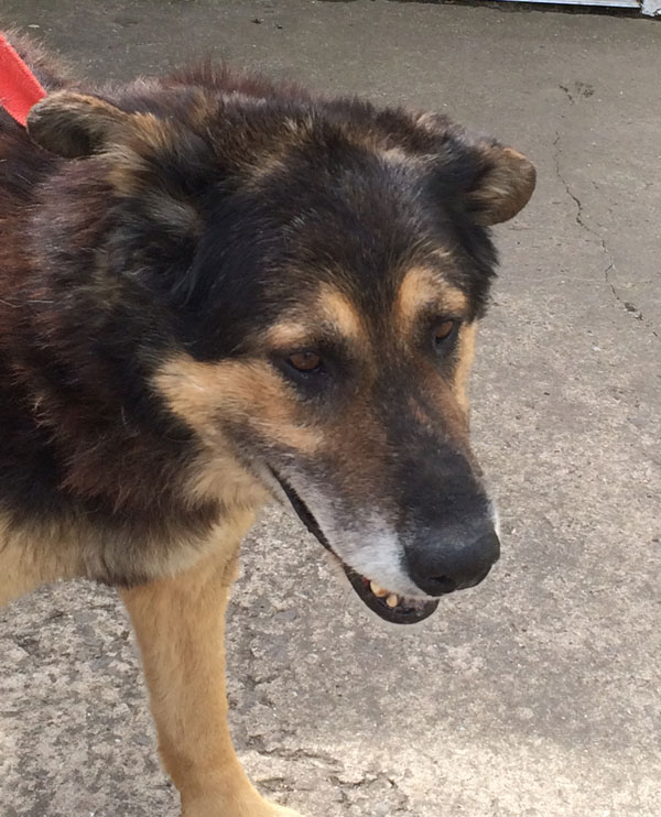 Shep has had a tough life so needs a nice retirement home now