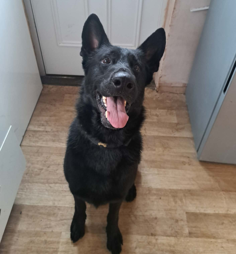 Simba - West Yorks