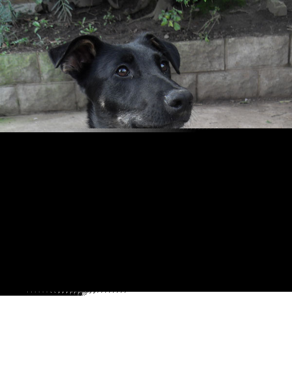 singer the gsd pharoah hound cross