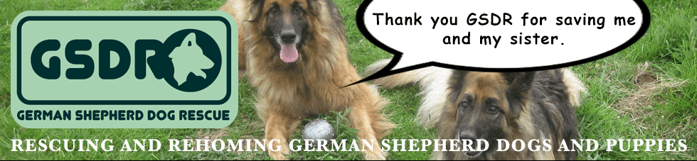 URGENT! Caucasian Shepherd Dog Olan in Kennels @ GERMAN SHEPHERD DOG RESCUE (GSD