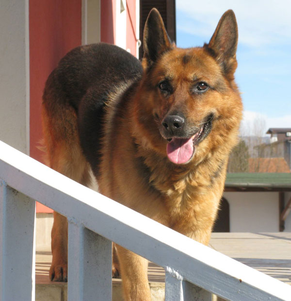 A lovely chilled GSD who deserves a home to call his own.