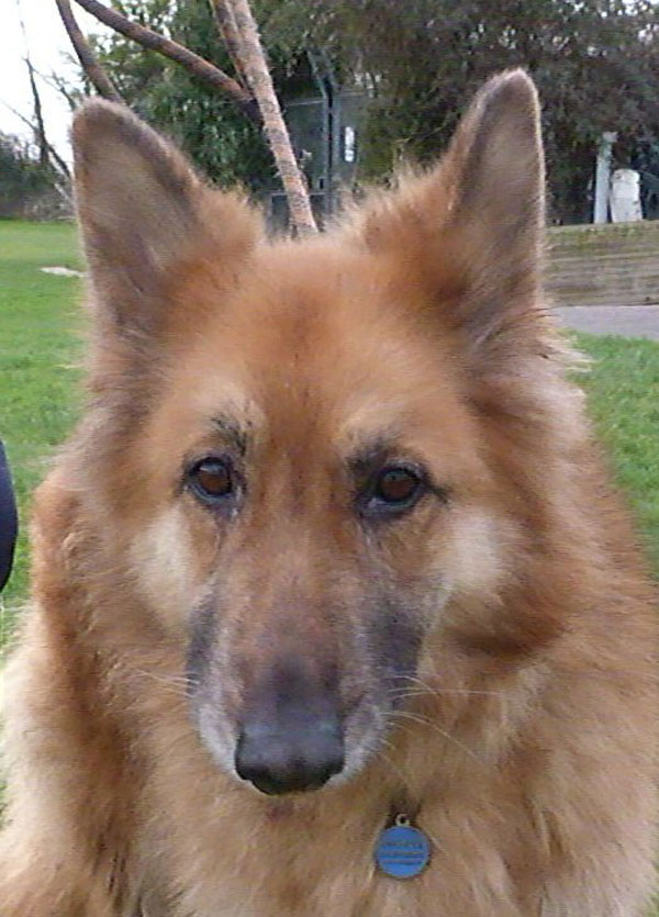 Tess the older GSD is losing hope now.