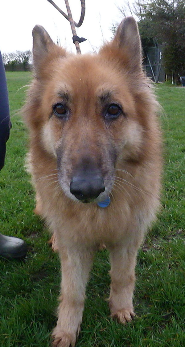Tess the mature gsd has such sad eyes.