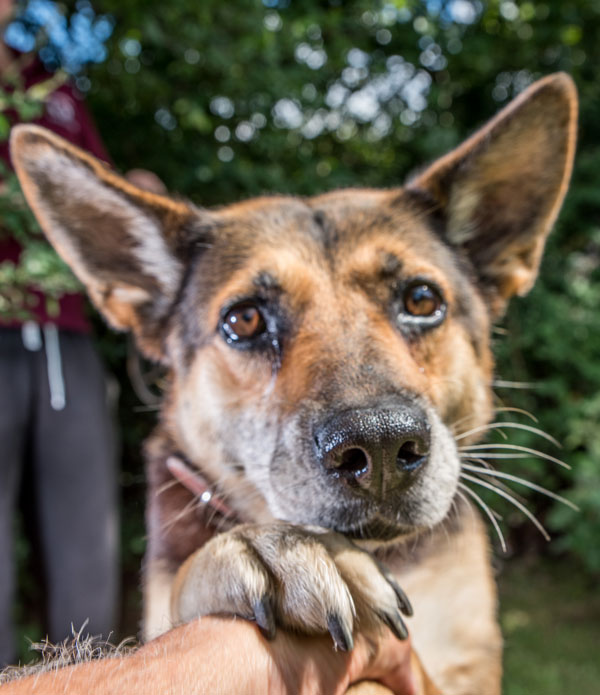Tosca gsd cross just wants a home of her own, not kennels.