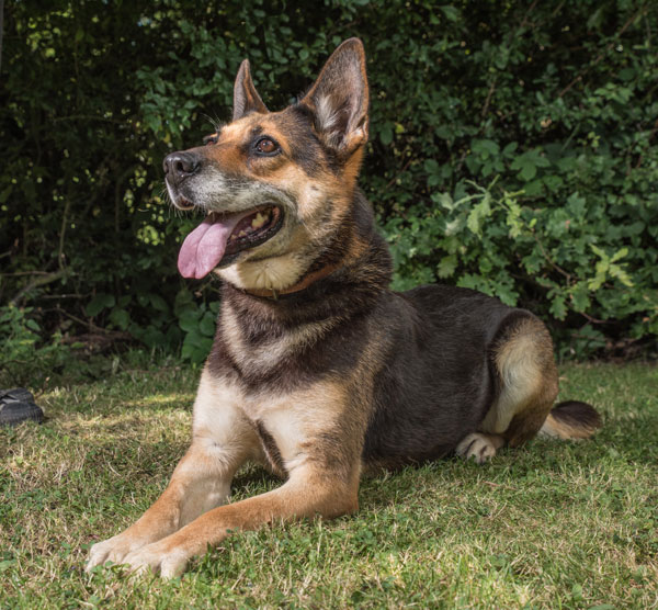 Tosca the gsd cross looks like she is smiling