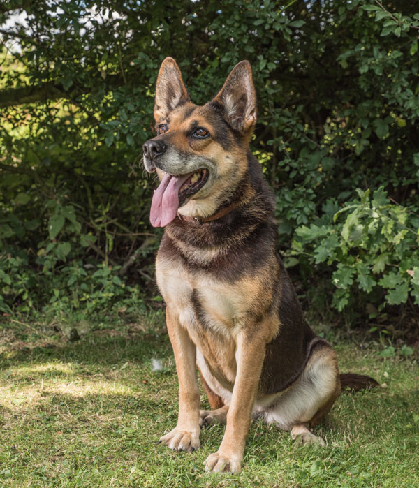 Tosca, ready and waiting for her new mum and dad to come and adopt her