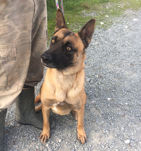 Isn't Tricia the Malinois cross a beauty?