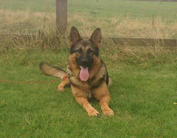 Troy is a lovely example of the gsd breed