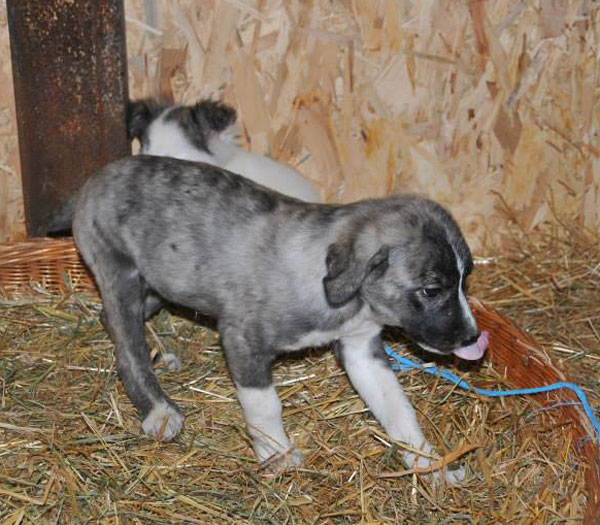 Vali the romanian puppy can come to the UK on 17th March.