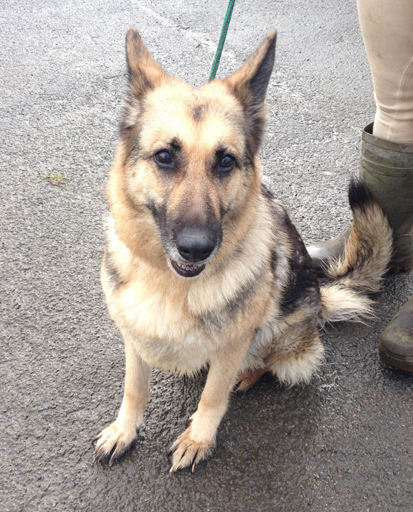 mature german shepherd called weather