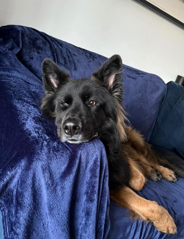 Wilson - South York’s