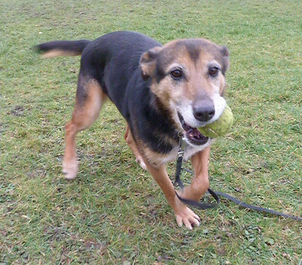 Yasmin the GSD cross says please come and play with me