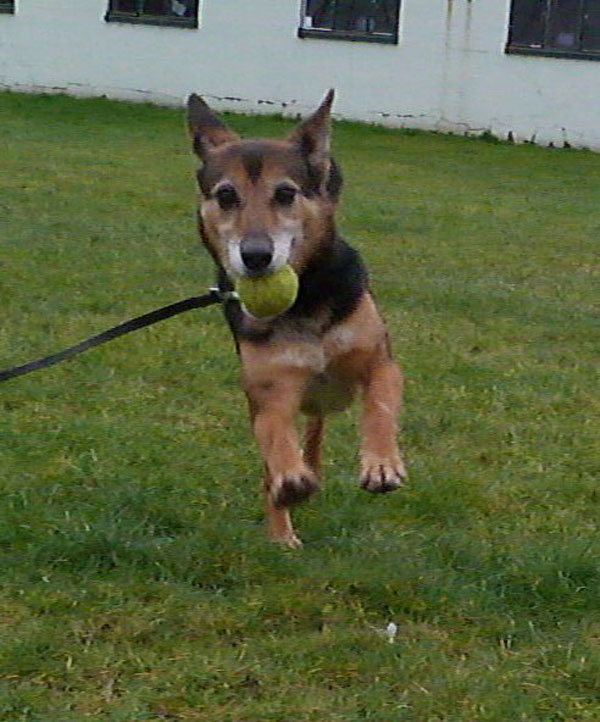 Yasmin GSD cross is not letting go of that ball