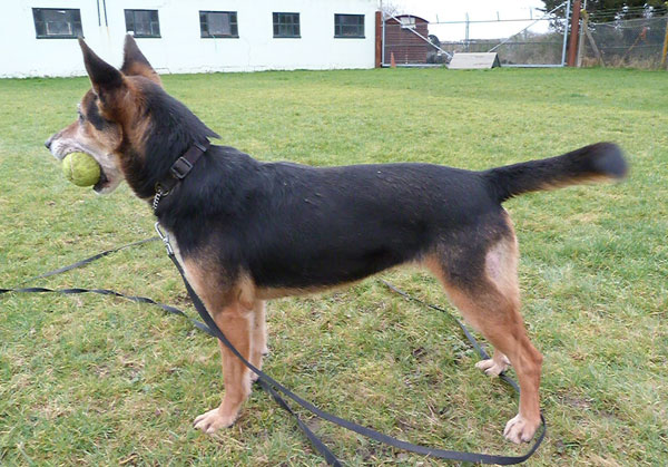 yasmin the gsd cross has lovely sticky up ears