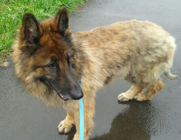 Zac an older german shepherds is in a disgusting state, poor boy