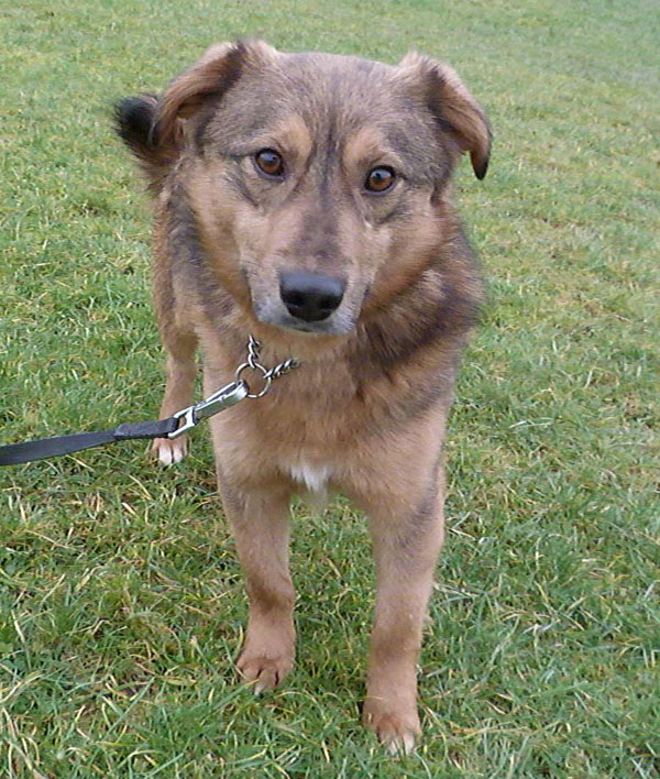 Cheeky chappie Zeus GSD cross