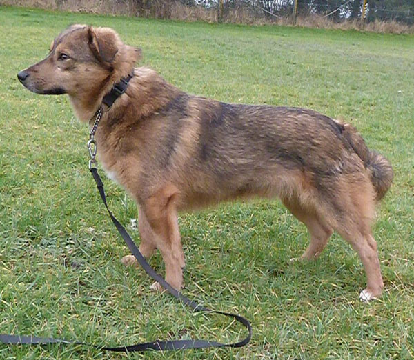 Zeus waiting patiently and hoping that a new mum and dad will come for him soon.