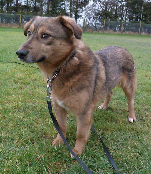 Zeus has spent all his young life in kennels