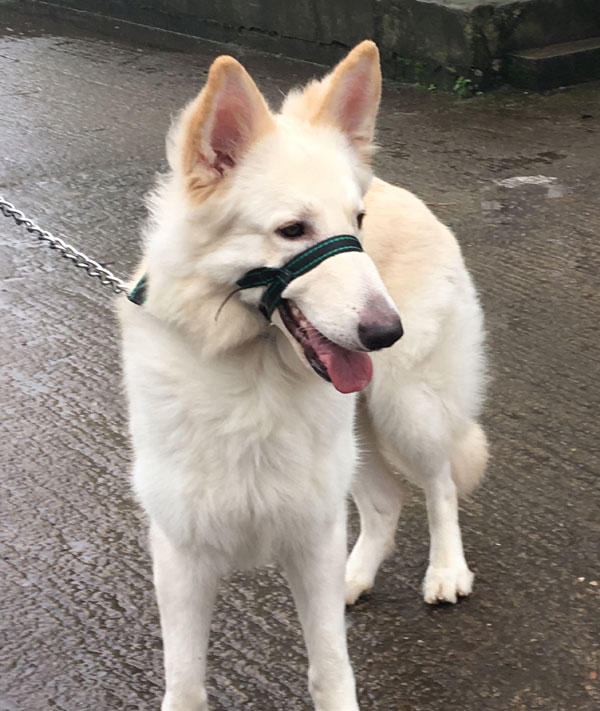 pretty boy zeus the white german shepherd