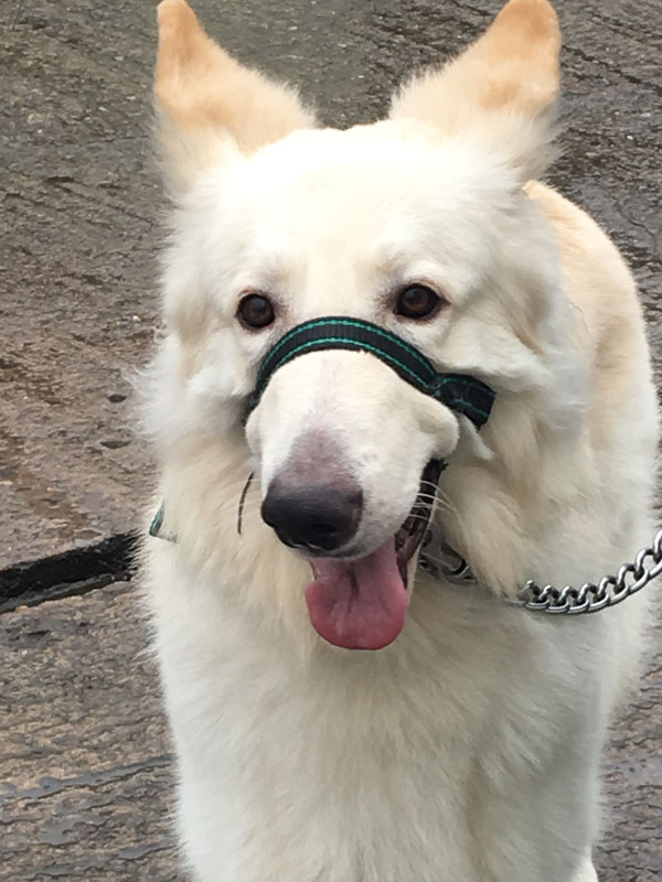 Zeus the white gsd just needs some basic training