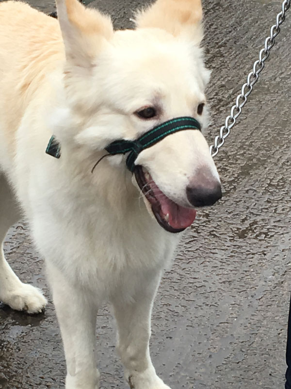 A lovely white german shepherd who deserves help