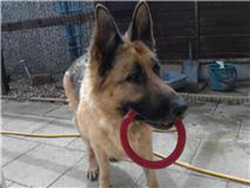 Zeus