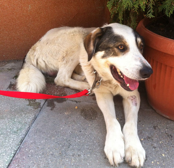 Zorrothe gsd cross is such a handsome dog