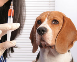 Pet vaccines are costly, toxic and dangerous
