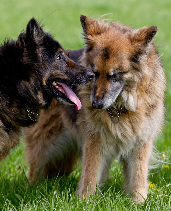 older german shepherds enjoying their walk