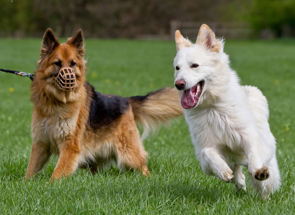 gsdr walk great for socialising dogs