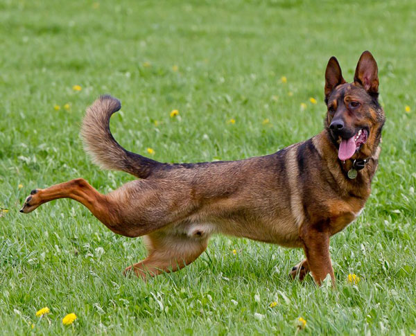 rex the gsd ready for his walk