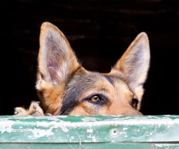 german shepherd looking over a stable door