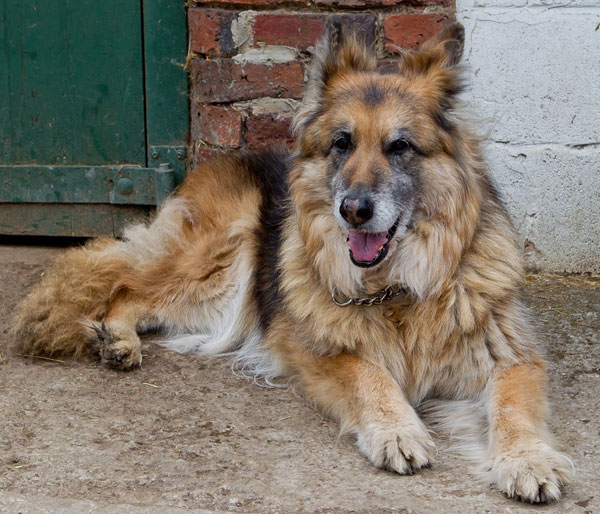 older german shepherd having a rest