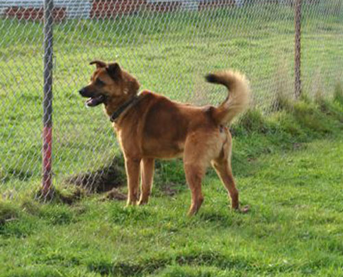 gus the gsd cross having a nosey