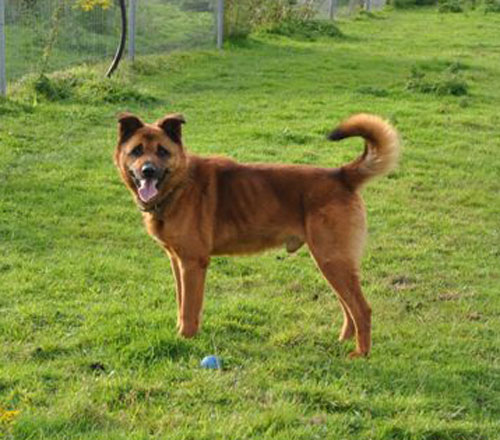 gis gsd cross enjoying a romp