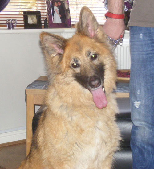 amber semi coated german shepherd