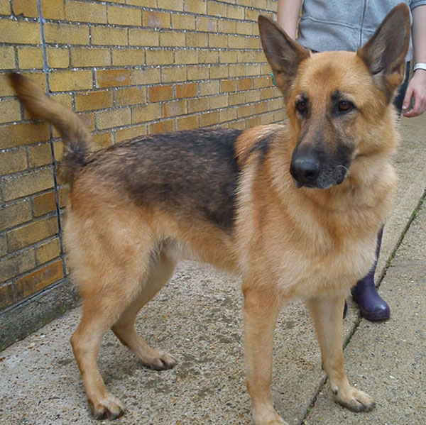 bailey gsd looking for his forever home