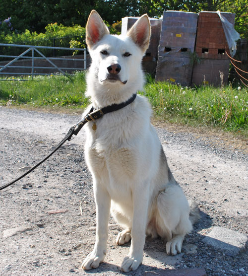 kye the gsd husky cross