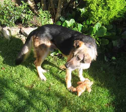 mack and his teddy