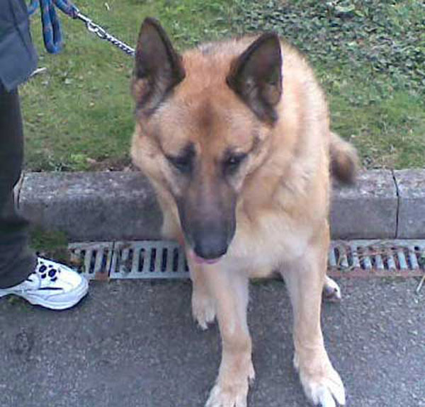 max ex security dog