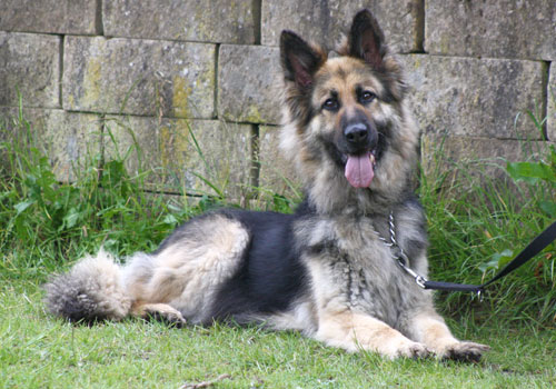 sasha pretty gsd