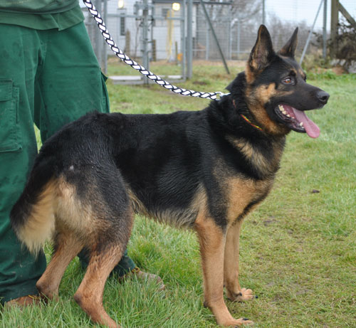 scout rescue german shepherd