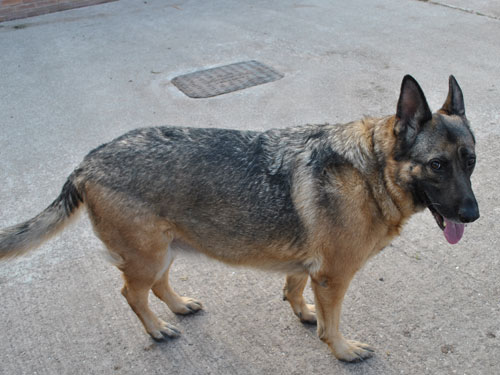 sha overweight german shepherd