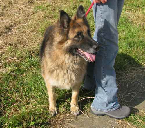 abbi the long coated GSD