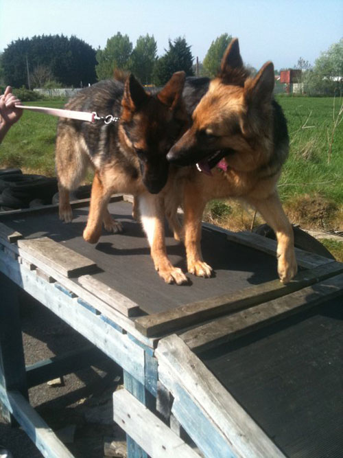 2 gsd's dpoing agility