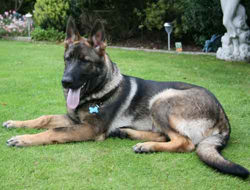 alfie the gsd puppy