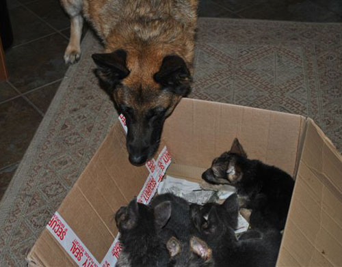 boxful of gsd puppies